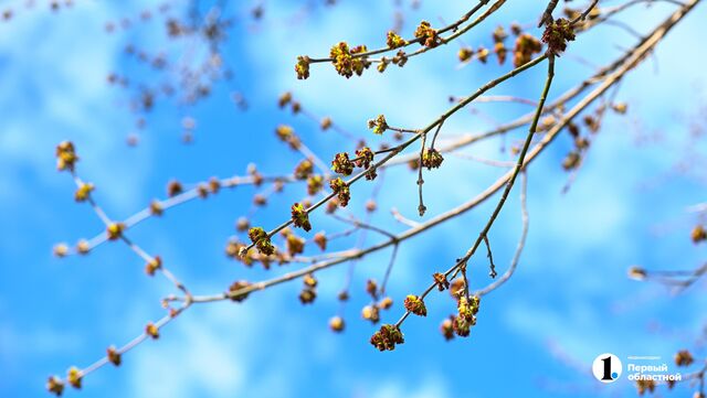 Тихой и очень теплой выдастся в Челябинской области среда, 8 апреля - Телекомпания ОТВ. Челябинское областное телевидение, 07.04.2026