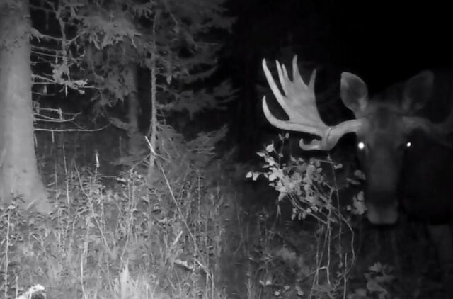 Встреча с лосем смертельно опасна для автолюбителей - Телекомпания ОТВ. Челябинское областное телевидение, 14.04.2026