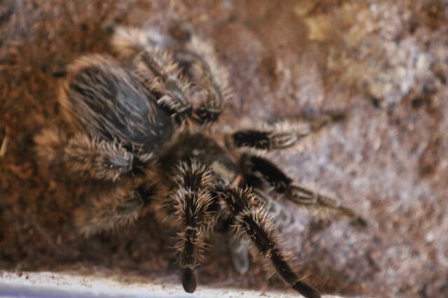 Челябинец рассказал, как 14 лет живет с пауком-птицеедом - Телекомпания ОТВ. Челябинское областное телевидение, 14.04.2026