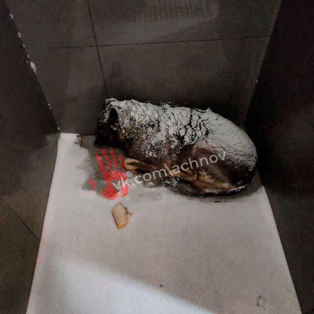 В Челябинске курьера Додо-пиццы уволили за то, что он накрыл бездомную собаку одеялом. После этого в соцсетях начали объявлять бойкот заведениям сети. -  ЕАН. Европейско-Азиатские Новости, 23.02.2026