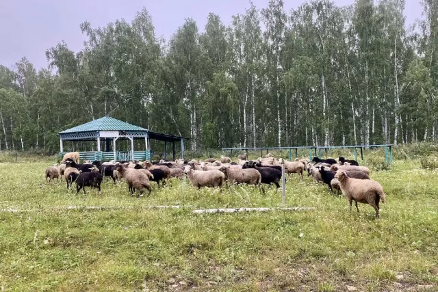 В Башкирии во время сильного ливня и грозы погибли барашки - Новости Уфы и Республики Башкортостан - UfaTime.ru, 21.06.2025