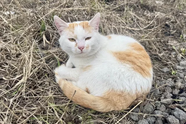 Почему нельзя оставлять животных на даче зимой? - Новости Уфы и Республики Башкортостан - UfaTime.ru, 02.11.2025