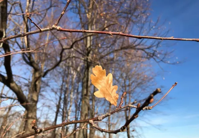 В Уфе началось благоустройство дендропарка - Новости Уфы и Республики Башкортостан - UfaTime.ru, 19.11.2025