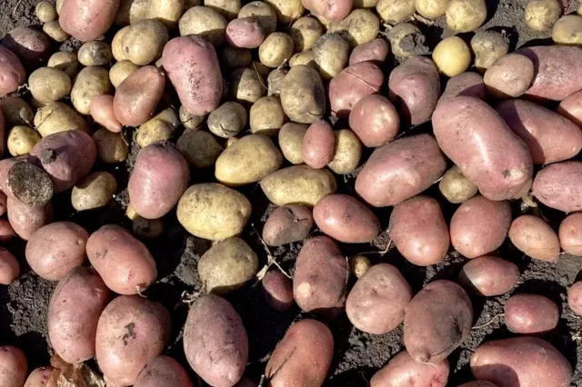 В Башкирии выставят на торги овощехранилище - Новости Уфы и Республики Башкортостан - UfaTime.ru, 21.02.2026