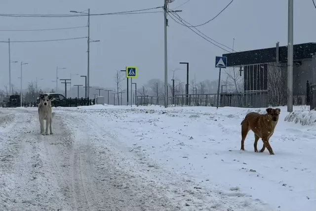 Министерство вмешалось в ситуацию на озере Теплом после жалоб горожан - Новости Уфы и Республики Башкортостан - UfaTime.ru, 22.02.2026