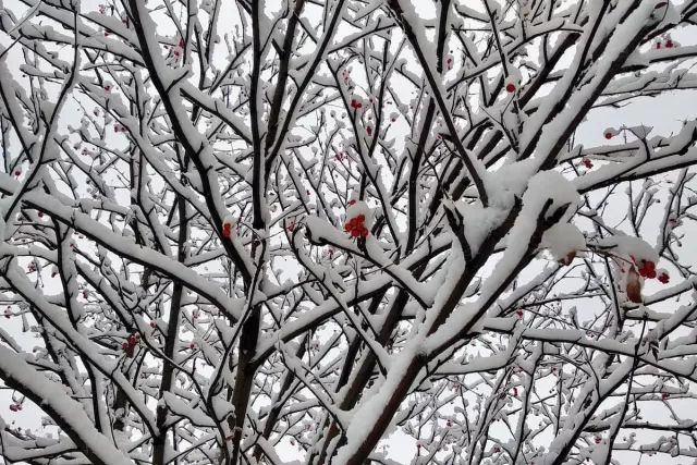 В Уфе очевидцы сообщили о застрявшем на дереве мальчике - Новости Уфы и Республики Башкортостан - UfaTime.ru, 27.02.2026