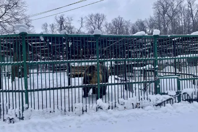 В Башкирии охотникам начнут платить премии за отстрел медведей, волков и лис - Новости Уфы и Республики Башкортостан - UfaTime.ru, 28.02.2026