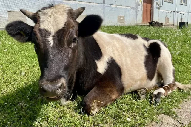 В Башкирии власти распродают 27 коров - Новости Уфы и Республики Башкортостан - UfaTime.ru, 14.03.2026