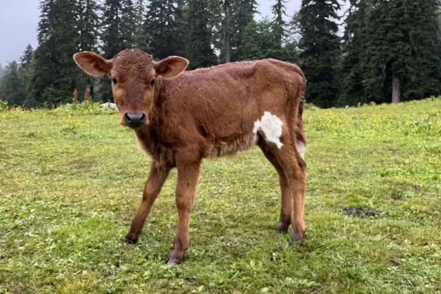 Власти Башкирии продают коровник - Новости Уфы и Республики Башкортостан - UfaTime.ru, 18.04.2026