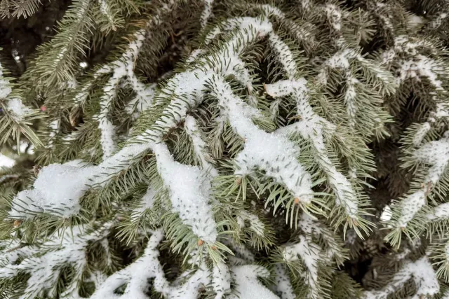 В Башкирию придут заморозки и мокрый снег - Новости Уфы и Республики Башкортостан - UfaTime.ru, 20.04.2026