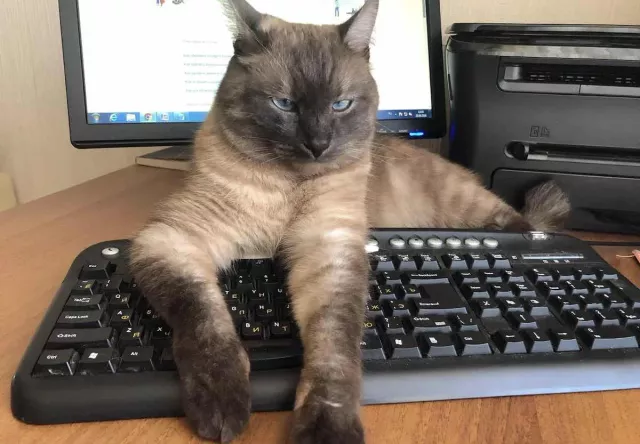 Большинство учителей информатики в Башкирии уже используют ИИ в работе - Новости Уфы и Республики Башкортостан - UfaTime.ru, 20.04.2026