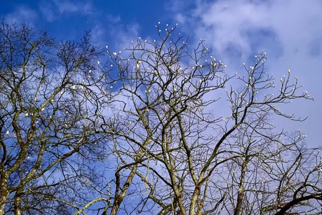 Власти объяснили причину ликвидации аллеи - Новости Уфы и Республики Башкортостан - UfaTime.ru, 20.04.2026