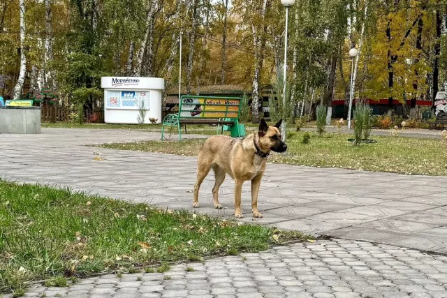 Ученые объяснили, почему собаки становятся агрессивными - Новости Уфы и Республики Башкортостан - UfaTime.ru, 29.04.2026