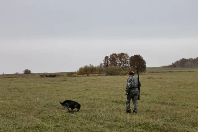 В Башкирии охотникам начнут платить за добычу волков и медведей - Новости Уфы и Республики Башкортостан - UfaTime.ru, 15.05.2026