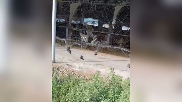 На Кубани накажут фермера, чьи рыболовные сети привели к гибели десятков птиц в рыболовных сетях На Кубани накажут фермера, чьи рыболовные сети привели к гибели десятков птиц в рыболовных сетях - Yug-24.ru - Главные новости Краснодара и Краснодарского края, 12.11.2025