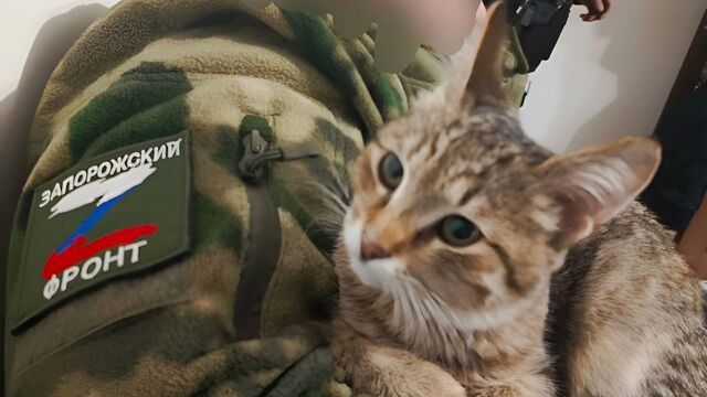 В Ростове началась выставка котов из зоны СВО - RostovGazeta, 18.04.2025