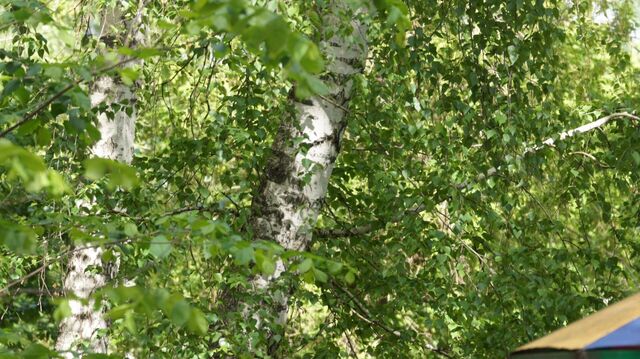 Внимание аллергикам! Экстремальная пыльца березы в Нижнем Тагиле в ближайшие дни - Новости Нижнего Тагила и Свердловской области - TagilCity, 10.05.2025