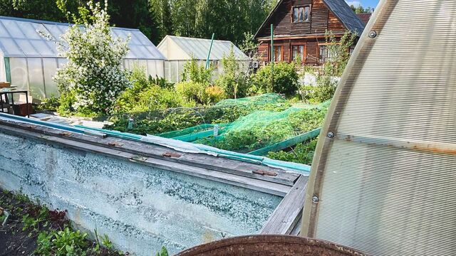 Наесться черемши может быть смертельно опасной для жителей Приморья - Восток-Медиа, 13.05.2025