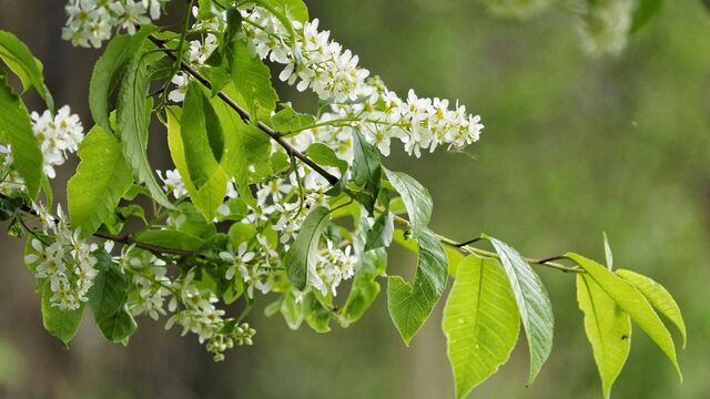 Запах черемухи разносится по Хабаровску - Transsibinfo, 21.05.2025