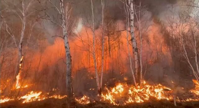 Пожарные из Приморского края помогают тушить лесные пожары в Забайкалье - Восток-Медиа, 23.05.2025