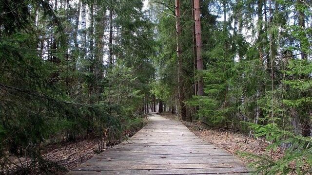 Керженский заповедник закрыли для посещения из-за угрозы пожаров - Новости Нижнего Новгорода и Нижегородской области - NewsNN, 30.05.2025