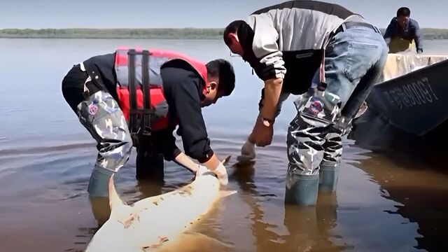 Гигантских калуг случайно ловят в Амуре китайские соседи Хабаровска - Transsibinfo, 31.05.2025