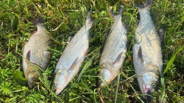 С 11 июня сняты ограничения на рыбалку в ряде водоемов Нижегородской области - Новости Нижнего Новгорода и Нижегородской области - NewsNN, 11.06.2025