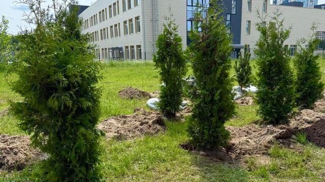 Три тысячи новых деревьев и столько же кустарников высадят в Нижнем Новгороде - Новости Нижнего Новгорода и Нижегородской области - NewsNN, 11.06.2025