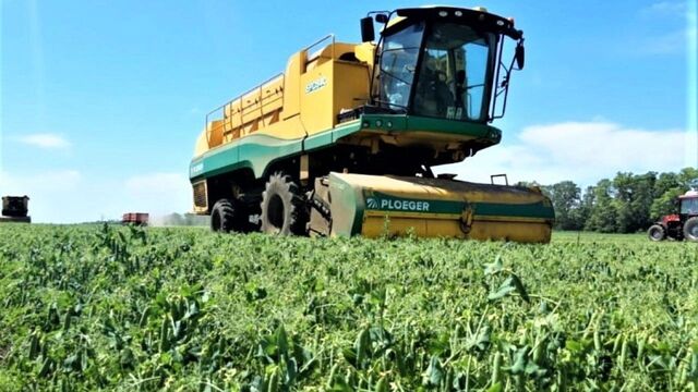 Урожай кубанского зеленого горошек в 2025 году будет рекордным - kubanpress.ru, 02.07.2025