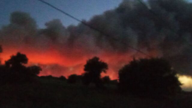 Жители Ростовской области показали жуткие кадры крупного пожара в лесничестве - RostovGazeta, 09.07.2025