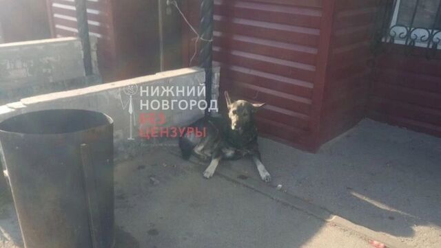 Глава СК поручил возбудить дело из-за нападения собаки на ребенка в Зелецино Глава СК поручил возбудить дело из-за нападения собаки на ребенка в Зелецино - Новости Нижнего Новгорода и Нижегородской области - NewsNN, 02.08.2025
