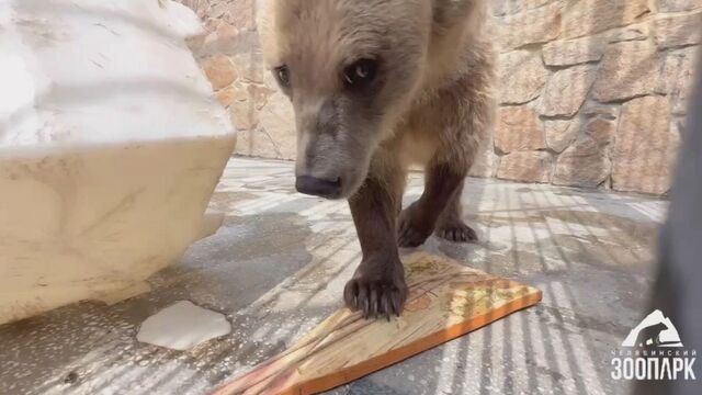Медведица Шкода сыграла на балалайке в зоопарке Челябинска - Новости Челябинска и Челябинской области - Курс Дела, 30.08.2025