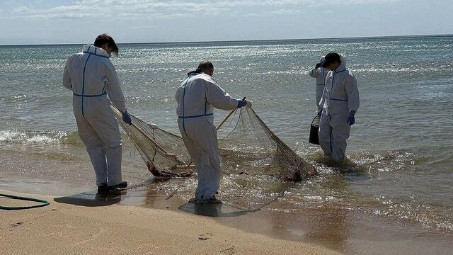 Анапа завершила сбор мазута со дна моря: береговая линия возвращается к норме - kubanpress.ru, 01.09.2025