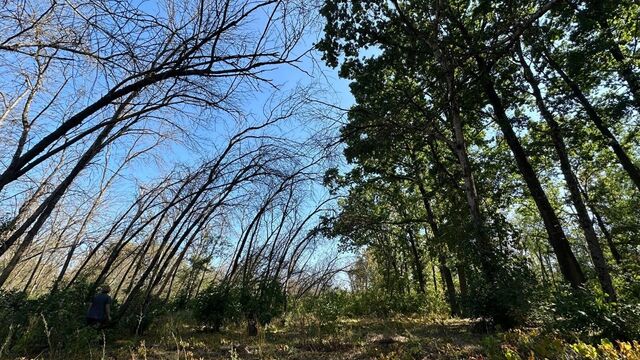 В донской столице оценивают площади пораженных ясеневой златкой городских лесов В донской столице оценивают площади пораженных ясеневой златкой городских лесов - RostovGazeta, 08.09.2025