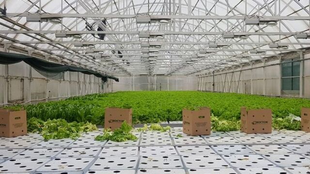 Производство овощей и зелени в закрытом грунте наращивают в Хабаровском крае - Восток-Медиа, 17.09.2025