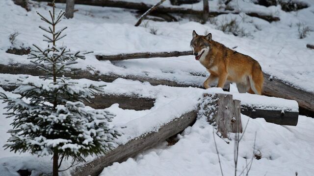 На мышей и полёвок охотятся лисицы в Хабаровском крае - Transsibinfo, 01.11.2025