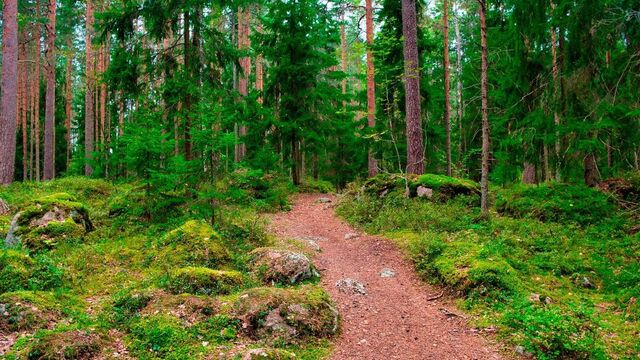 Т2 предлагает клиентам подключать экотарифы и спасать леса - Новости Нижнего Новгорода и Нижегородской области - NewsNN, 01.11.2025