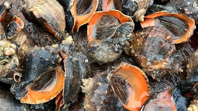 Массовое распространение креветок и моллюсков спрогнозировали в Азовском море - RostovGazeta, 02.11.2025