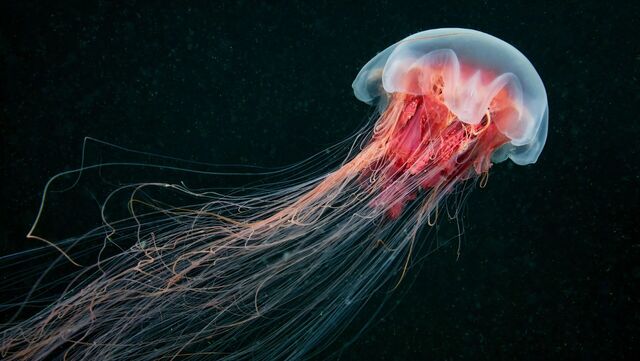 Огромные чудовища охотятся около морских берегов Хабаровского края - Transsibinfo, 03.11.2025