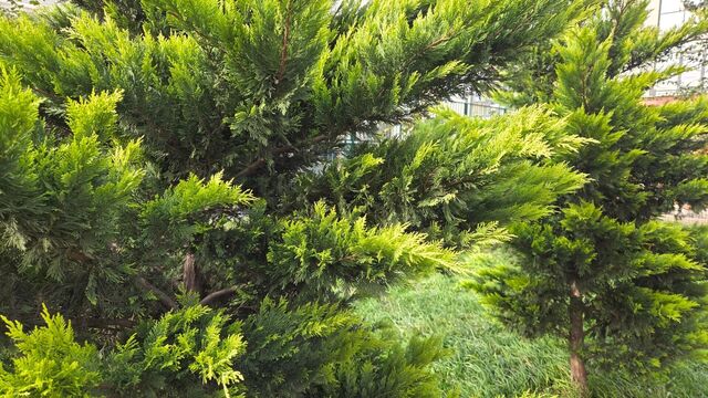 Зима 2025-2026 в Краснодаре: метеорологи дали свой прогноз - kubanpress.ru, 04.11.2025