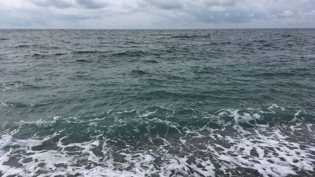 Будто в тропиках: редкие морские создания поразили рыбака в Приморье — видео - Восток-Медиа, 06.11.2025