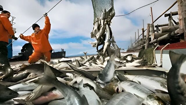 Развитием сельских территорий займутся рыбопромышленники в Хабаровском крае - Transsibinfo, 06.11.2025