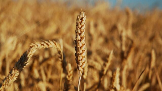 Аграрии Ростовской области пожаловались, что им не на что покупать технику - RostovGazeta, 08.11.2025