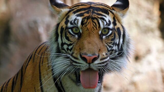 Молодой тигр хулиганил в Хабаровском крае в отсутствии матери - Transsibinfo, 08.11.2025