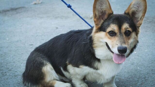 Закон об обязательном маркировании питомцев могут принять в Ростовской области - RostovGazeta, 08.11.2025