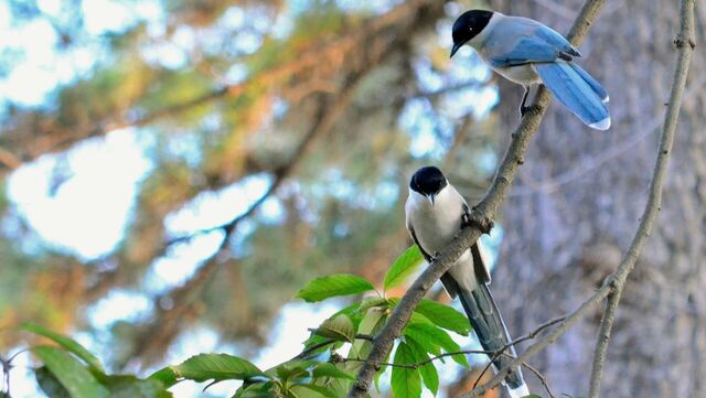Птицы счастья промышляют воровством в Хабаровском крае - Transsibinfo, 08.11.2025