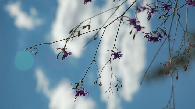 Снег и резкое потепление: погода удивит жителей Приморья - Восток-Медиа, 09.11.2025