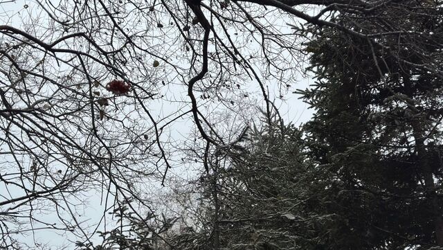 С хрустом снега﻿ и воем ветра: Приморье﻿ встречает новую рабочую неделю - Восток-Медиа, 10.11.2025