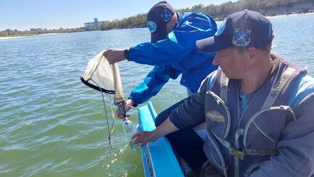 Донская стерлядь может исчезнуть из Красной книги России - RostovGazeta, 10.11.2025