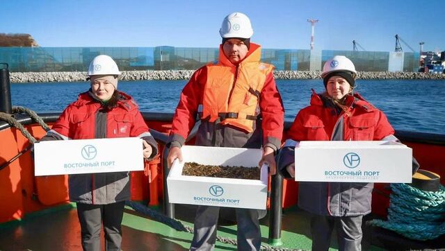 «Восточный Порт» высадил молодь трепанга в акваторию бухты Врангеля - Восток-Медиа, 11.11.2025